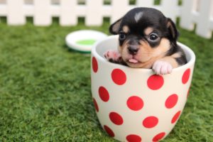 chihuahua-dog-puppy-cute-39317